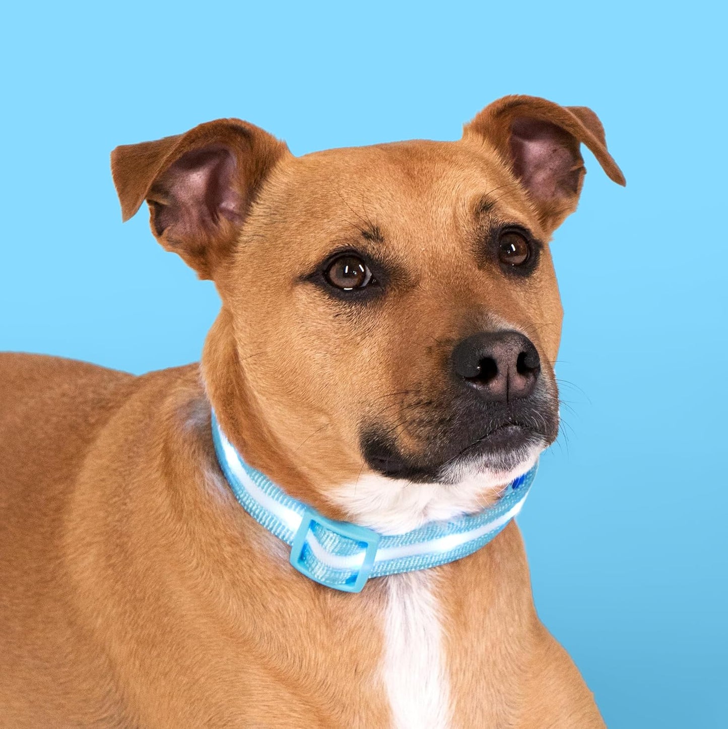 Light up Dog Collar - the Original LED Dog Collar - USB Rechargeable - Waterproof - 1,000 Feet of Visibility - Dog Collar Light for Small, Medium, Large Dogs - US Brand